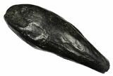 Fossil Sperm Whale (Scaldicetus) Tooth - South Carolina #175996-1